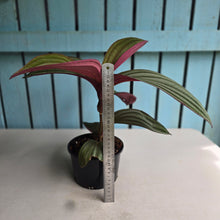 Load image into Gallery viewer, #D729 Large Medinilla Gregori Hambali