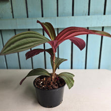 Load image into Gallery viewer, #D729 Large Medinilla Gregori Hambali