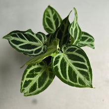 Load image into Gallery viewer, #RD28 Multi-headed, Thick Veined Anthurium Crystallinum x