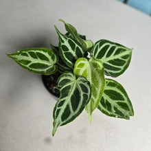 Load image into Gallery viewer, #RD28 Multi-headed, Thick Veined Anthurium Crystallinum x