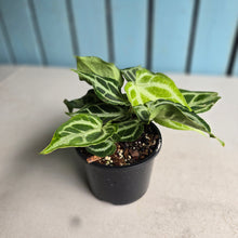 Load image into Gallery viewer, #RD28 Multi-headed, Thick Veined Anthurium Crystallinum x