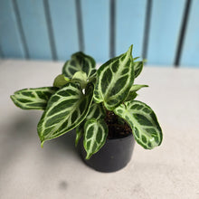 Load image into Gallery viewer, #RD28 Multi-headed, Thick Veined Anthurium Crystallinum x