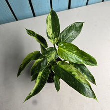 Load image into Gallery viewer, #R55 Philodendron Jose Buono