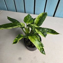 Load image into Gallery viewer, #R55 Philodendron Jose Buono
