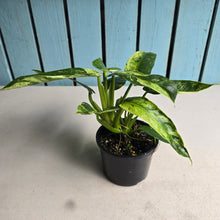 Load image into Gallery viewer, #R55 Philodendron Jose Buono