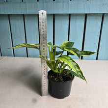 Load image into Gallery viewer, #R55 Philodendron Jose Buono