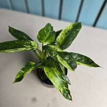 Load image into Gallery viewer, #R55 Philodendron Jose Buono
