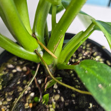 Load image into Gallery viewer, #R55 Philodendron Jose Buono