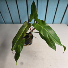 Load image into Gallery viewer, #RB23 Philodendron Bernardopazii x Bob Cee