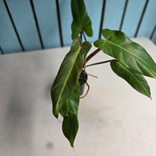Load image into Gallery viewer, #RB23 Philodendron Bernardopazii x Bob Cee