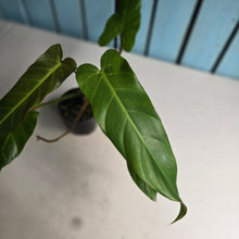 Load image into Gallery viewer, #RB23 Philodendron Bernardopazii x Bob Cee
