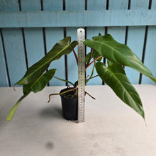 Load image into Gallery viewer, #RB23 Philodendron Bernardopazii x Bob Cee