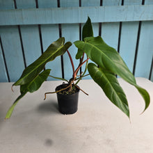 Load image into Gallery viewer, #RB23 Philodendron Bernardopazii x Bob Cee