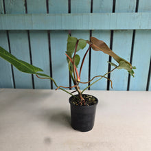 Load image into Gallery viewer, #RB23 Philodendron Bernardopazii x Bob Cee