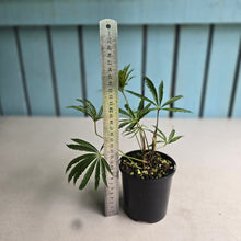 Load image into Gallery viewer, #R82 Anthurium Polyschistum