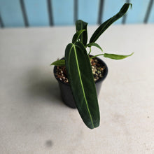 Load image into Gallery viewer, #RD46 Anthurium Warocqueanum