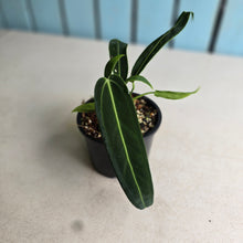 Load image into Gallery viewer, #RD46 Anthurium Warocqueanum