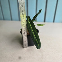 Load image into Gallery viewer, #RD46 Anthurium Warocqueanum