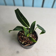 Load image into Gallery viewer, #RD46 Anthurium Warocqueanum