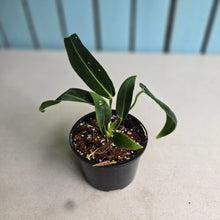Load image into Gallery viewer, #RD46 Anthurium Warocqueanum