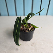 Load image into Gallery viewer, #RD46 Anthurium Warocqueanum
