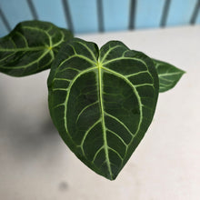 Load image into Gallery viewer, #RD22 Anthurium Magnificum