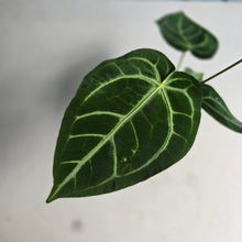 Load image into Gallery viewer, #RD22 Anthurium Magnificum
