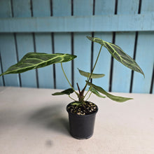 Load image into Gallery viewer, #RD22 Anthurium Magnificum