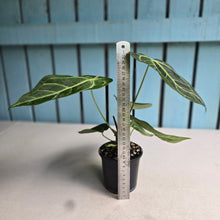 Load image into Gallery viewer, #RD22 Anthurium Magnificum