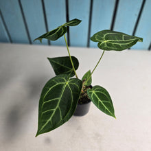 Load image into Gallery viewer, #RD22 Anthurium Magnificum