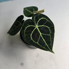 Load image into Gallery viewer, #RD14 Anthurium Clarinervium