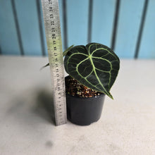 Load image into Gallery viewer, #RD14 Anthurium Clarinervium