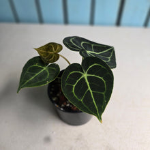Load image into Gallery viewer, #RD14 Anthurium Clarinervium