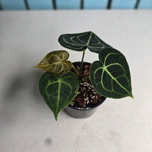 Load image into Gallery viewer, #RD14 Anthurium Clarinervium