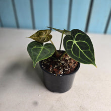 Load image into Gallery viewer, #RD14 Anthurium Clarinervium