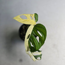 Load image into Gallery viewer, #D18 Variegated Monstera Adansonii