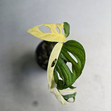 Load image into Gallery viewer, #D18 Variegated Monstera Adansonii