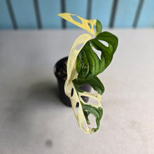Load image into Gallery viewer, #D18 Variegated Monstera Adansonii