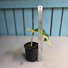 Load image into Gallery viewer, #D18 Variegated Monstera Adansonii