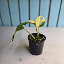 Load image into Gallery viewer, #D18 Variegated Monstera Adansonii