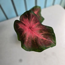 Load image into Gallery viewer, #R117 Caladium Postman Joyner
