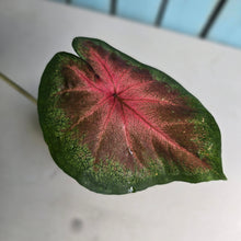 Load image into Gallery viewer, #R117 Caladium Postman Joyner