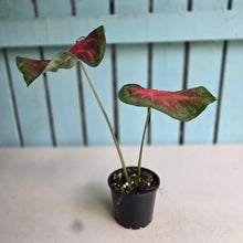 Load image into Gallery viewer, #R117 Caladium Postman Joyner