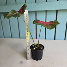 Load image into Gallery viewer, #R117 Caladium Postman Joyner