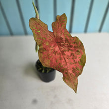 Load image into Gallery viewer, #RD38 Caladium