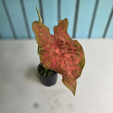 Load image into Gallery viewer, #RD38 Caladium