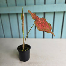 Load image into Gallery viewer, #RD38 Caladium
