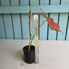 Load image into Gallery viewer, #RD38 Caladium