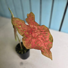 Load image into Gallery viewer, #RD38 Caladium