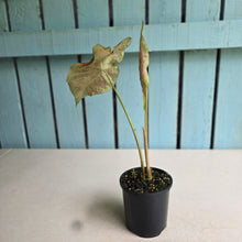 Load image into Gallery viewer, #RD38 Caladium